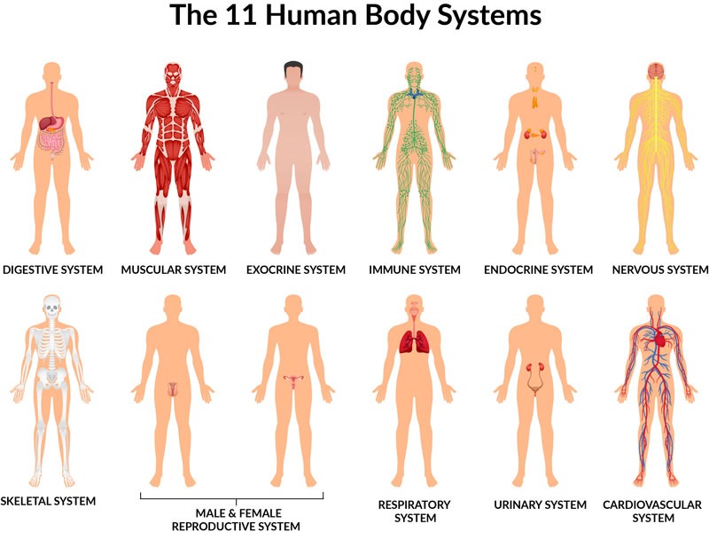 Diagram depicting all eleven human body systems, each shown in its respective location within the body.