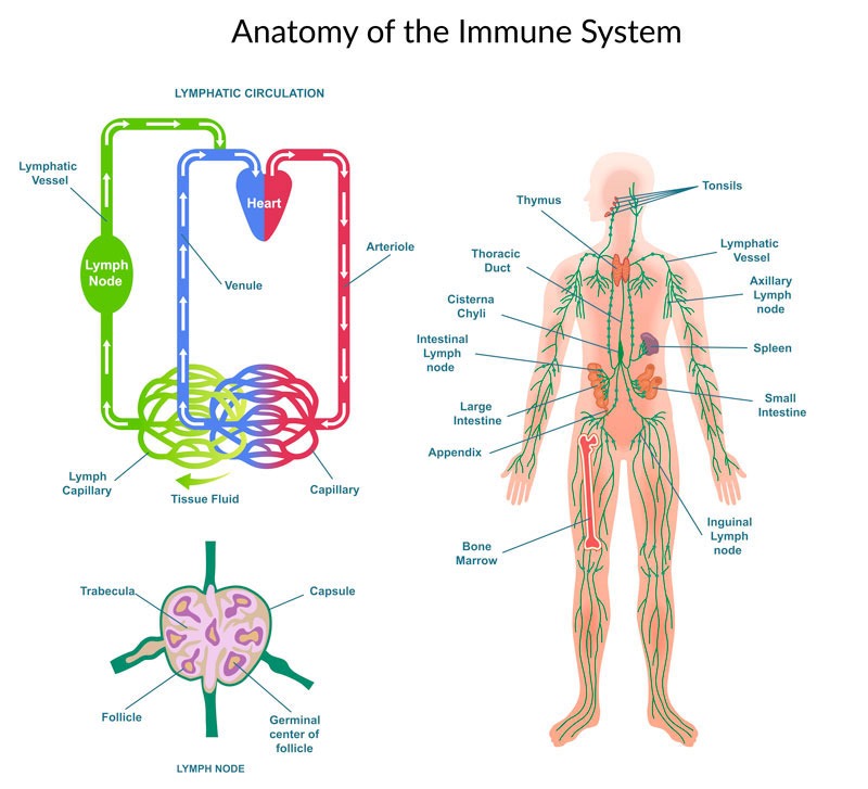 Illustration of the immune system highlighting the lymphatic system with lymph nodes, circulation and its connection to the cardiovascular system.