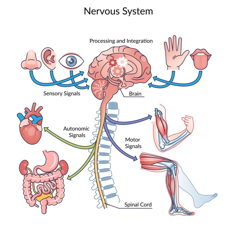 Illustration of the nervous system depicting its role in controlling and regulating bodily functions.