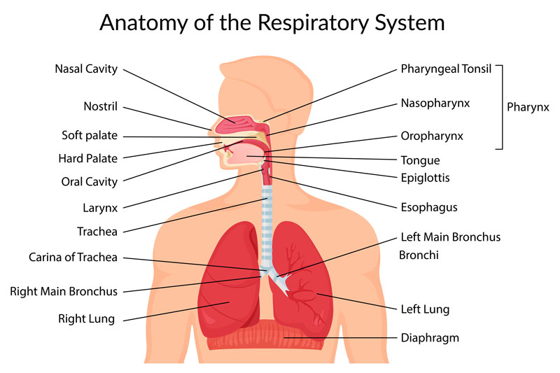 Diagram of the respiratory system in the upper body, with labelled components including the lungs, trachea and bronchi.