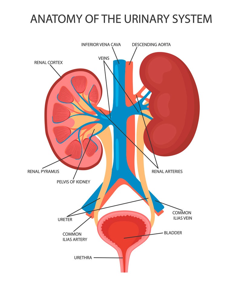Illustration of the urinary system featuring the kidneys and associated structures with descriptive labels.