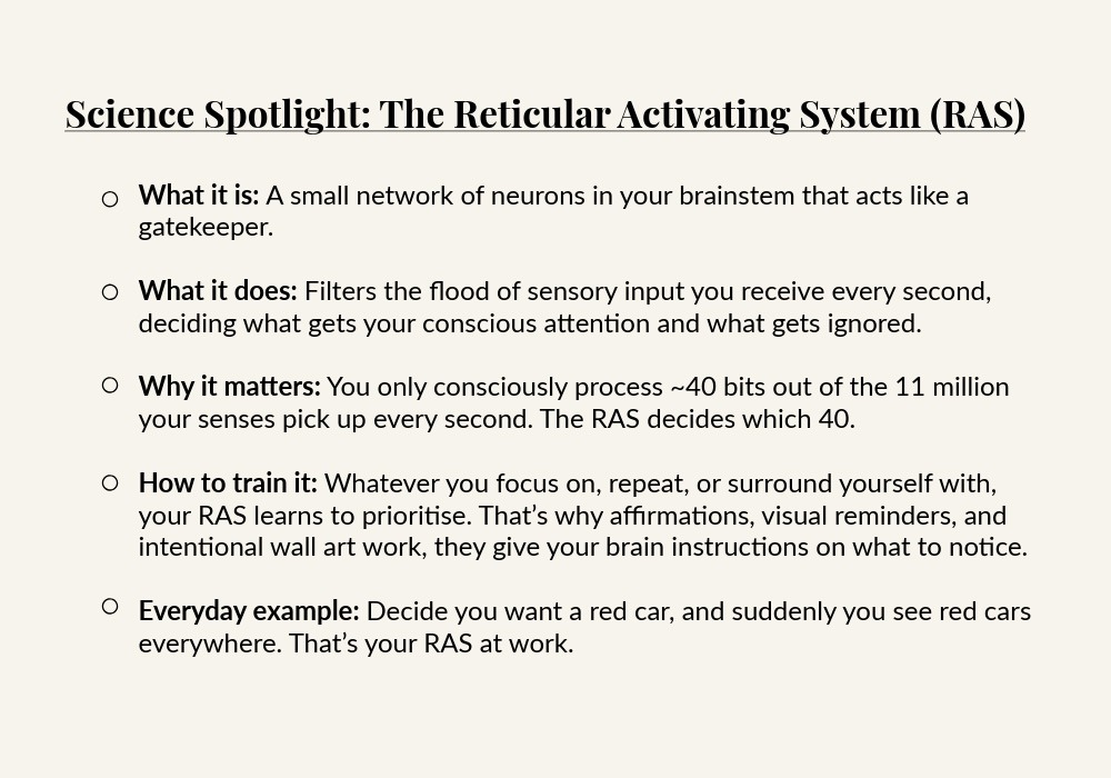 Infographic explaining the Reticular Activating System (RAS) — how it filters sensory input and can be trained through focus and intention.