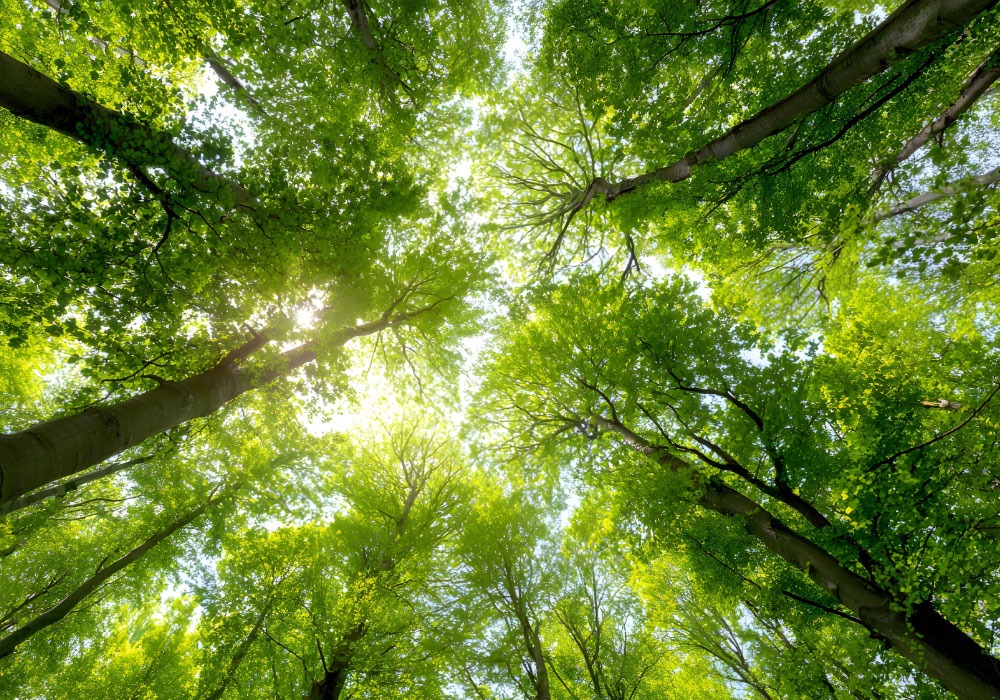 View looking up at tall trees and a bright green canopy with sunlight filtering through, to calm your nervous system