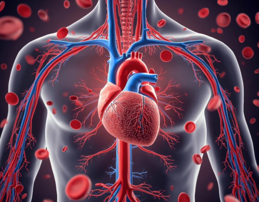 Illustration of the human heart, arteries, veins and blood cells inside the upper body.